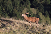Hirschbrunft