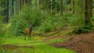 Bilder aus der Brunft