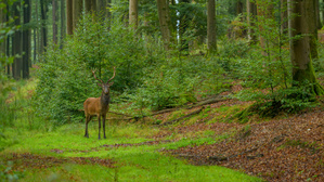 Bilder aus der Brunft (I)
