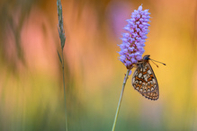 eunomia