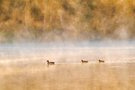 Enten an einem Nebelmorgen