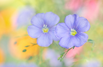 Bunt