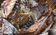 Herbstlaub....
