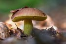 Anhängsel-Röhrling  (Butyriboletus appendiculatus ) ?