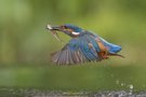 Fliegender Fisch
