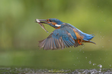 Fliegender Fisch