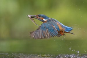 Fliegender Fisch