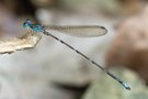 Asthenocnemis stephanodera