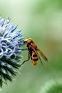 Hornissenschwebfliege auf einer Kugeldiestel