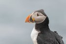 Atlantic Puffin