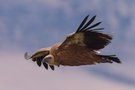 Gänsegeier – Gyps fulvus