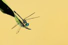 Tetrathemis irregularis