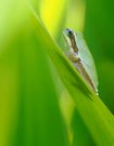 Kleiner Laubfrosch im Grünen