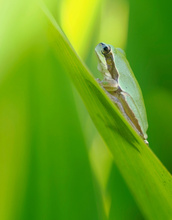 Kleiner Laubfrosch im Grünen