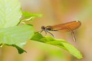 Calopteryx virgo