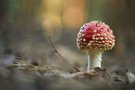 Fliegenpilz
