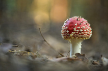 Fliegenpilz