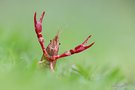 roter Sumpfkrebs