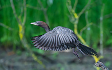 Zwergscharbe beim Abflug