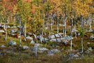Der Herbst kommt ...,