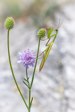 Männliche Mantis