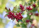 rote Beeren