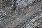 Geröllhalde mit Steinwild drin