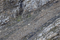 Geröllhalde mit Steinwild drin