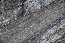 Geröllhalde mit Steinwild drin