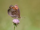 Quellen-Mohrenfalter (Erebia pronoe), vermutlich ein Weibchen
