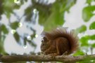 Eichhörnchen (Sciurus)
