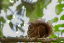 Eichhörnchen (Sciurus)