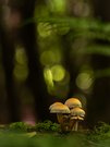 Im Pilzewald