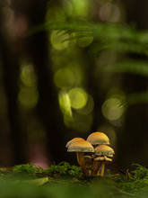 Im Pilzewald
