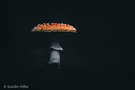 Fliegenpilz isoliert