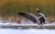 Hybrid Graugans x Weißwangengans (Anser anser x Branta leucopsis) , greylag goose x barnacle goose