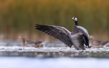 Hybrid Graugans x Weißwangengans (Anser anser x Branta leucopsis) , greylag goose x barnacle goose