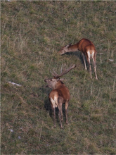 Hirschbrunft II