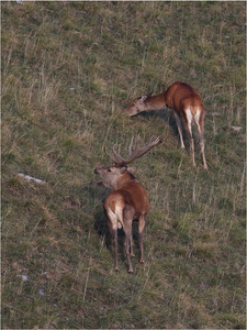 Hirschbrunft II