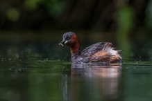 Zwergtaucher im Beuteglück