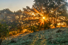 Nebelsonne  und Tau an Spinnennetzen