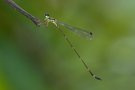 Telosticta paruatia