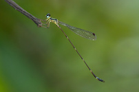 Telosticta paruatia