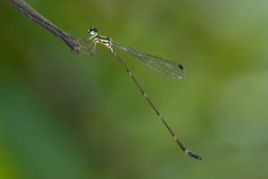 Telosticta paruatia