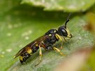 Bienenjagende Knotenwespe (Cerceris rybyensis)