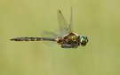 Fliegender Smaragd