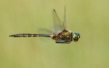 Fliegender Smaragd
