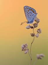Plebejus argus