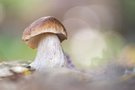 Steinpilz