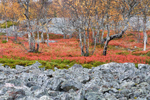 Herbst in Lappland